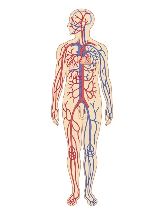 Framed Print : Cross section biomedical illustration of cardiovascular system in adult male