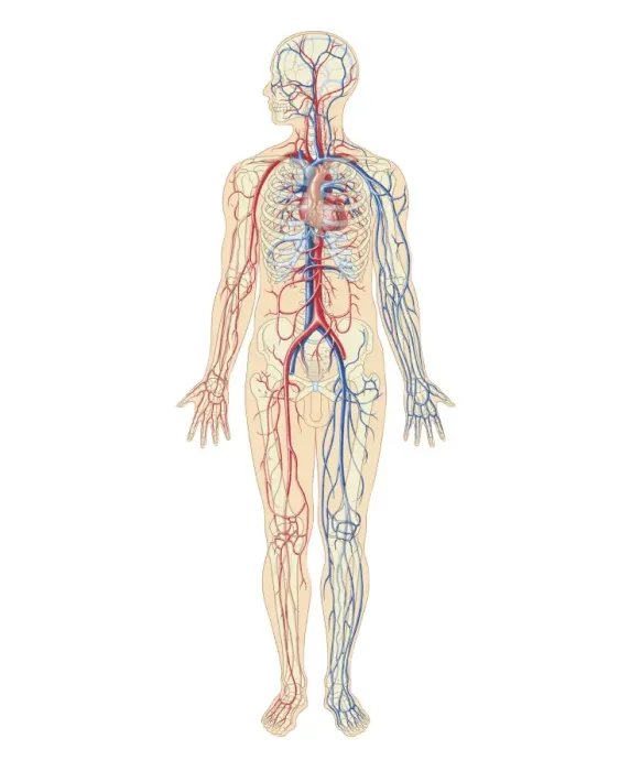 Framed Print : Cross section biomedical illustration of cardiovascular system and human nervous system in adult male