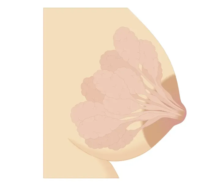 Framed Print : Cross section biomedical illustration of changes in breast during pregnancy Framed Print : Cross section biomedical illustration of changes in breast during pregnancy
