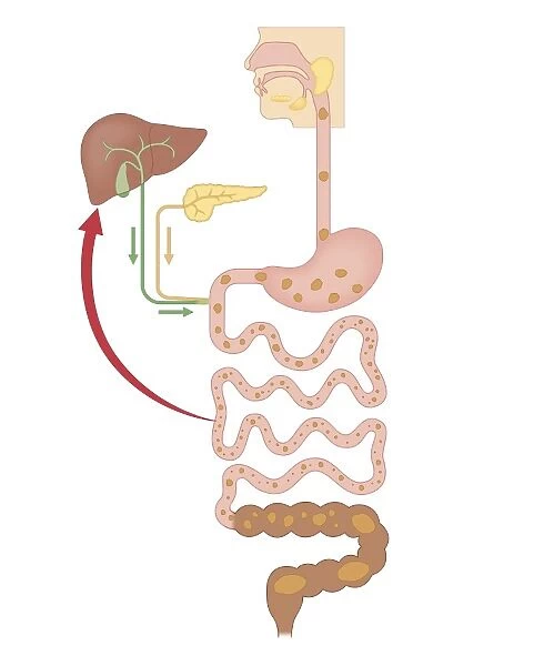 Cross section biomedical illustration of chemical breakdown in the digestive system