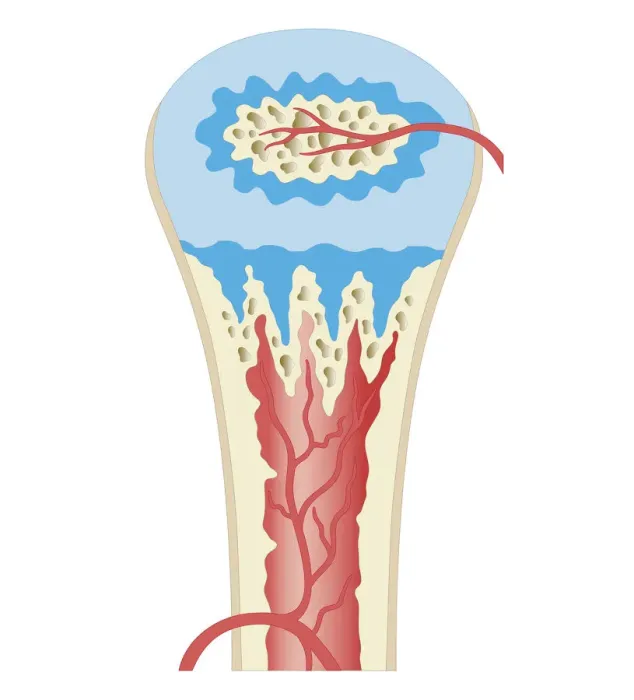 Framed Print : Cross section biomedical illustration of childhood development long bone Framed Print : Cross section biomedical illustration of childhood development long bone