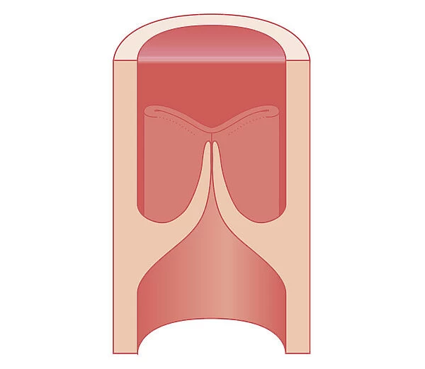 Cross section biomedical illustration of closed heart valve