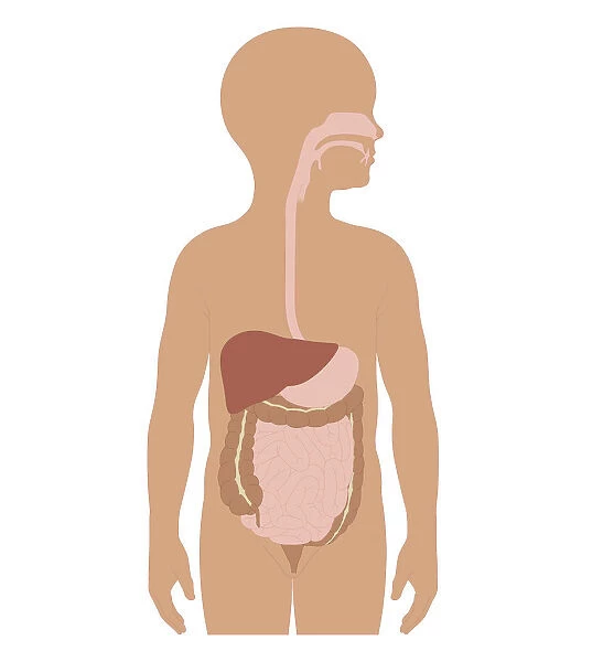Cross section biomedical illustration of digestive system in girl