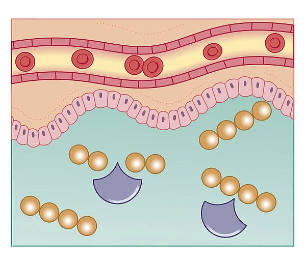Cross section biomedical illustration of digestive enzymes combining with large food molecule, such as protein, breaking down into smaller molecules