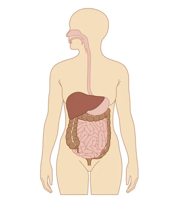 Framed Print : Cross section biomedical illustration of digestive system in adult woman Framed Print : Cross section biomedical illustration of digestive system in adult woman