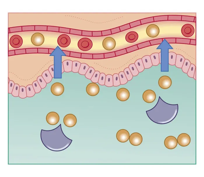 Framed Print : Cross section biomedical illustration of digestive enzymes with molecules separating from enzyme and passing through wall of digestive tract into the bloodstream Framed Print : Cross section biomedical illustration of digestive enzymes with molecules separating from enzyme and passing through wall of digestive tract into the bloodstream