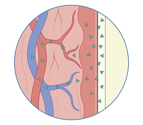 Cross section biomedical illustration of drug inserted into rectum absorbed by blood vessels in rectal wall