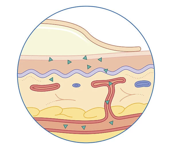 Cross section biomedical illustration of drug are released continuously from adhesive patch or gel on surface of skin surface passing through into blood vessel