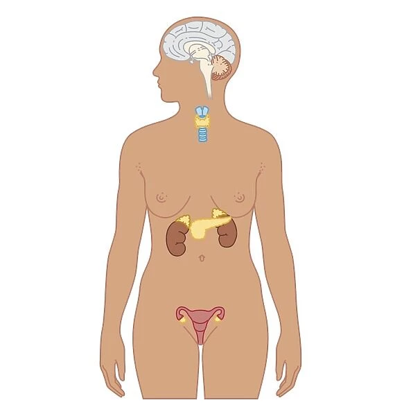 Cross section biomedical illustration of endocrine system in adult female