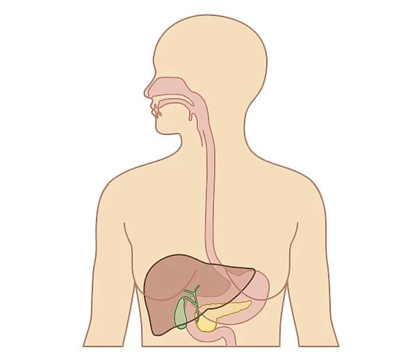 Cross section biomedical illustration of esophagus, liver, gallbladder, pancreas in adult female