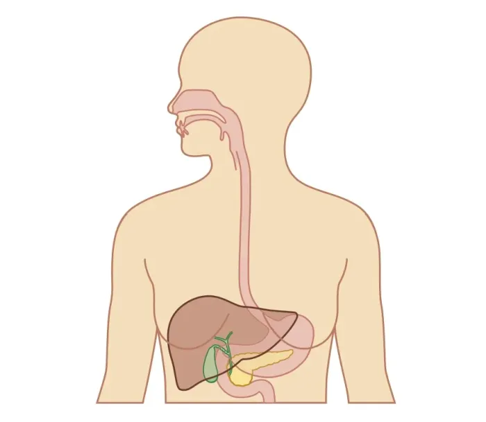 Framed Print : Cross section biomedical illustration of esophagus, liver, gallbladder, pancreas in adult female Framed Print : Cross section biomedical illustration of esophagus, liver, gallbladder, pancreas in adult female