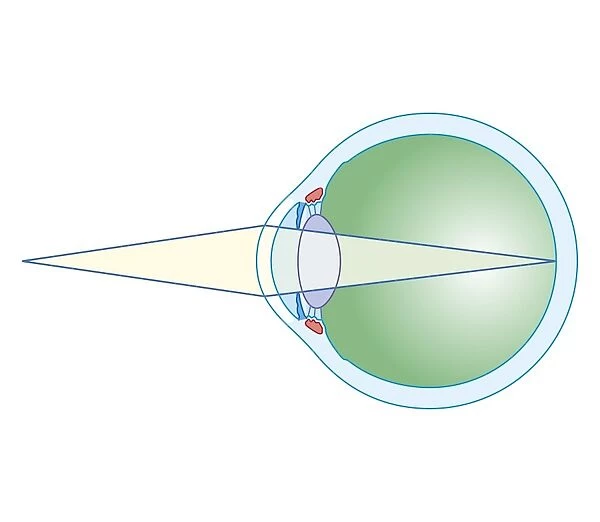 Cross section biomedical illustration of eye focusing on near object