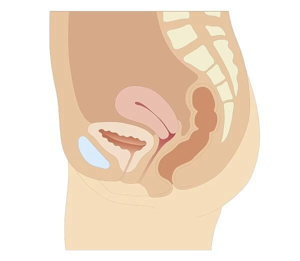 Cross section biomedical illustration of female reproductive organs six weeks after childbirth