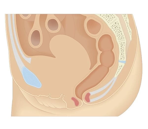 Cross section biomedical illustration of female anus and rectum