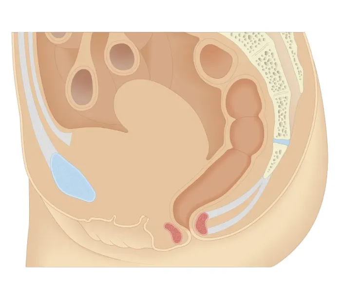 Framed Print : Cross section biomedical illustration of female anus and rectum