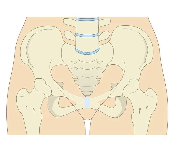 Cross section biomedical illustration of female type pelvis