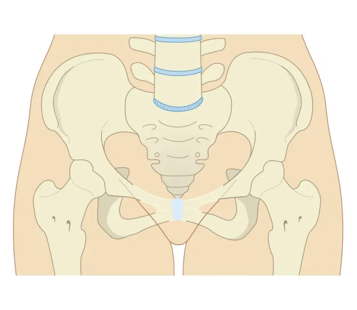 Framed Print : Cross section biomedical illustration of female type pelvis