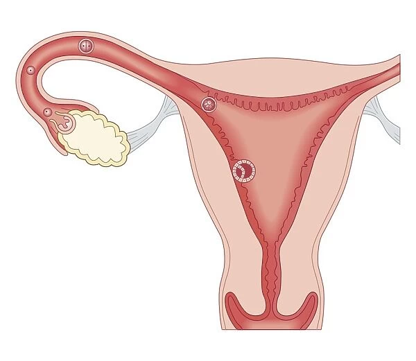 Cross section biomedical illustration of fertilised egg becoming embryo