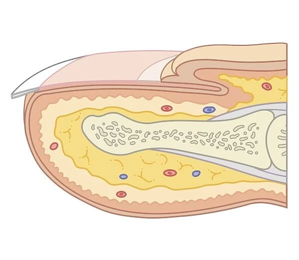Cross section biomedical illustration of fingernail