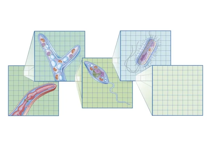 Framed Print : Cross section biomedical illustration on grid of Worm, Fungi, Protozoa, and Bacteria infection and infestation Framed Print : Cross section biomedical illustration on grid of Worm, Fungi, Protozoa, and Bacteria infection and infestation