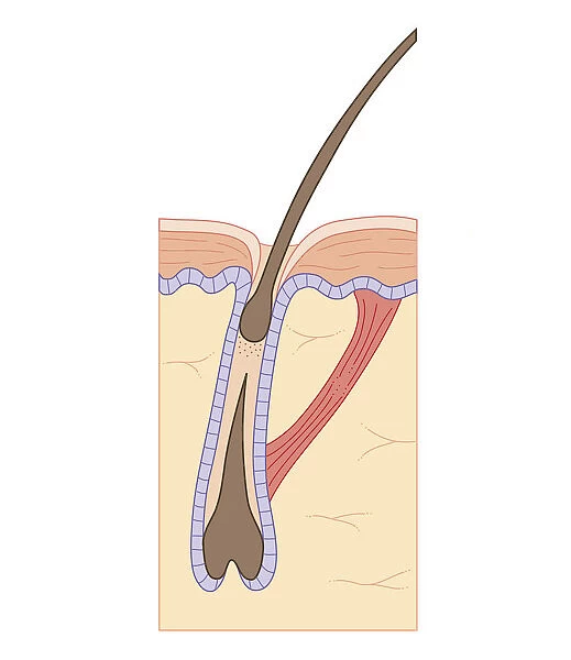 Cross section biomedical illustration of hair follicle during growth phase