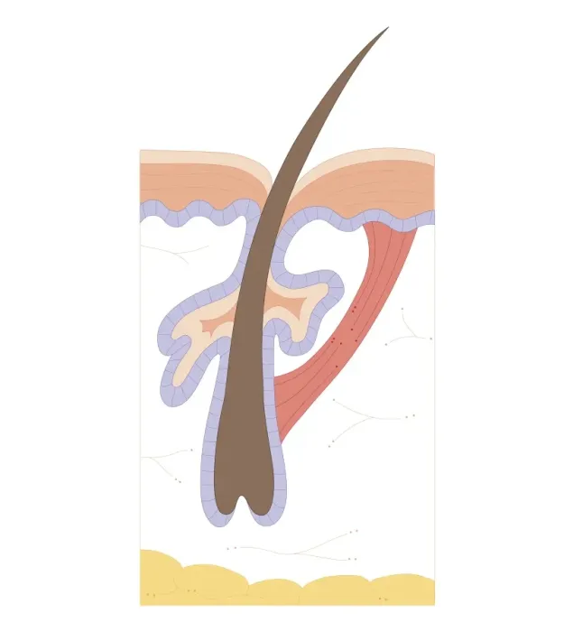 Framed Print : Cross section biomedical illustration of hair follicle Framed Print : Cross section biomedical illustration of hair follicle