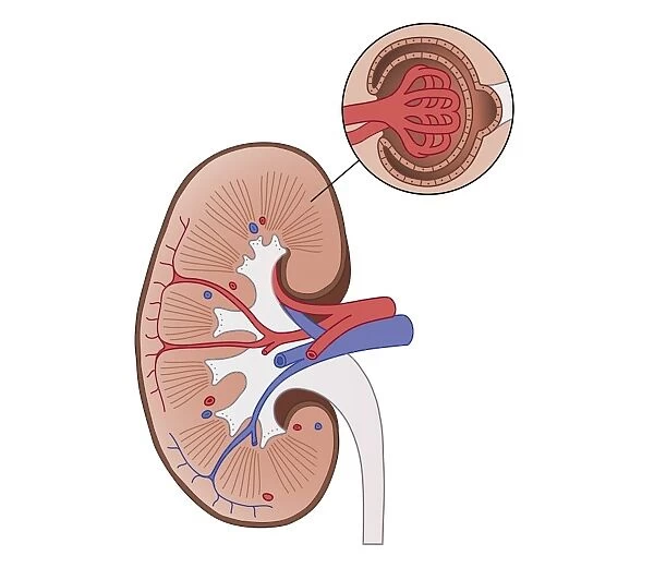 Cross section biomedical illustration of human kidney with inset of renal medulla