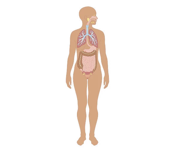 Cross section biomedical illustration of human body