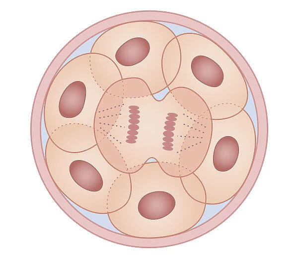 Cross section biomedical illustration of human cell division with zygote dividing to form new cells