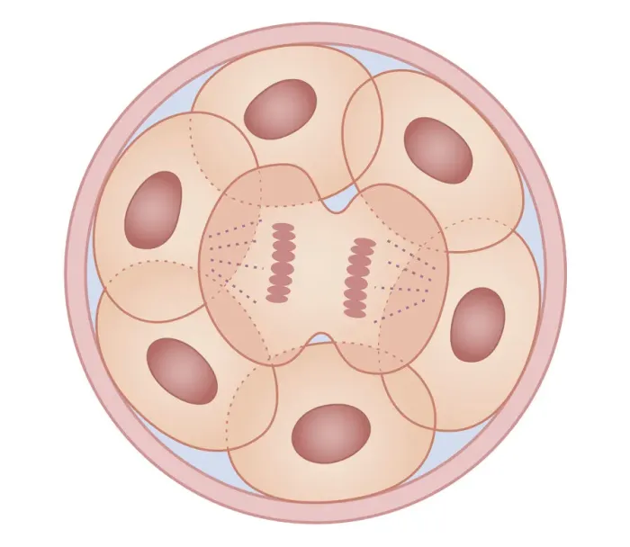 Framed Print : Cross section biomedical illustration of human cell division with zygote dividing to form new cells Framed Print : Cross section biomedical illustration of human cell division with zygote dividing to form new cells