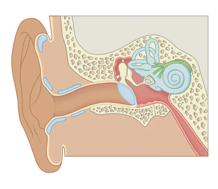 Framed Print : Cross section biomedical illustration of human ear Framed Print : Cross section biomedical illustration of human ear