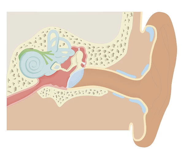 Cross section biomedical illustration of human ear