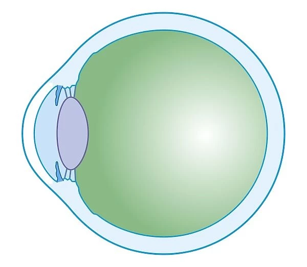 Cross section biomedical illustration of human eye