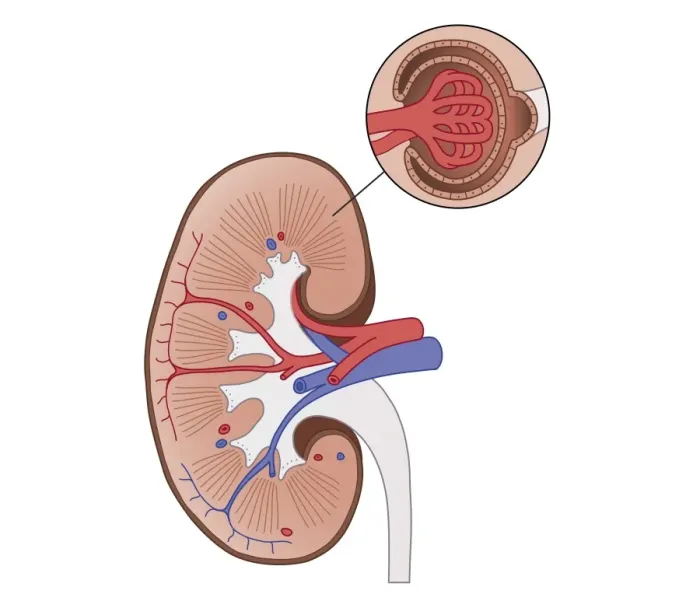 Framed Print : Cross section biomedical illustration of human kidney with inset of renal medulla