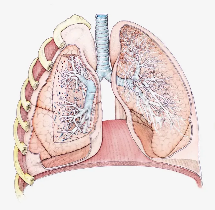Framed Print : Cross section biomedical illustration of human lungs