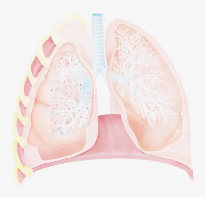 Framed Print : Cross section biomedical illustration of human lungs