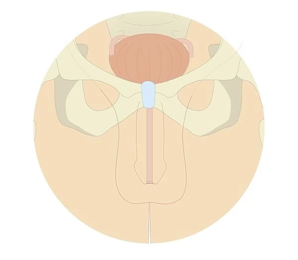 Cross section biomedical illustration of human male reproductive system and pelvis