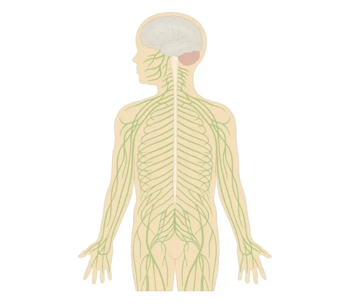 Framed Print : Cross section biomedical illustration of human nervous system in female child Framed Print : Cross section biomedical illustration of human nervous system in female child