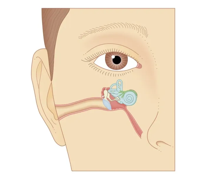 Framed Print : Cross section biomedical illustration of internal components of the ear Framed Print : Cross section biomedical illustration of internal components of the ear