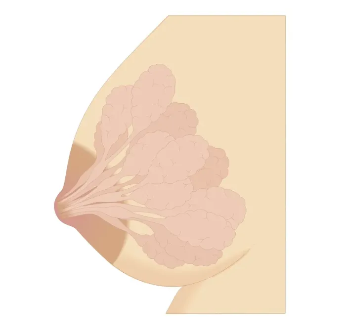 Framed Print : Cross section biomedical illustration of Lactiferous due in human mammary gland