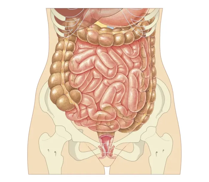 Framed Print : Cross section biomedical illustration of large and small intestine and pelvis in adult female Framed Print : Cross section biomedical illustration of large and small intestine and pelvis in adult female