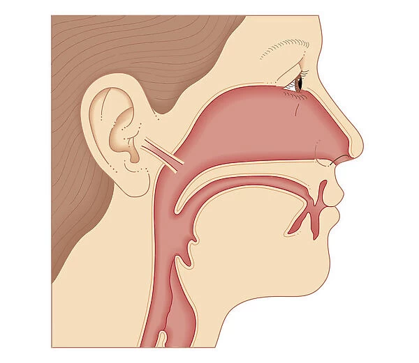 Cross section biomedical illustration of link between the ear, nose and throat