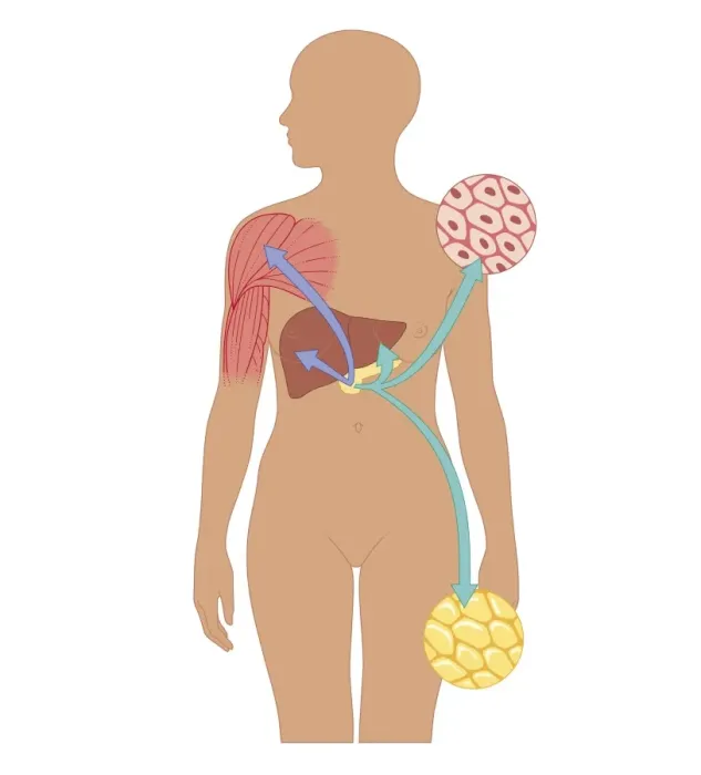 Framed Print : Cross section biomedical illustration of liver, pancreas, and muscle in adult female with insets of pancreatic cells producing insulin and glucagon Framed Print : Cross section biomedical illustration of liver, pancreas, and muscle in adult female with insets of pancreatic cells producing insulin and glucagon