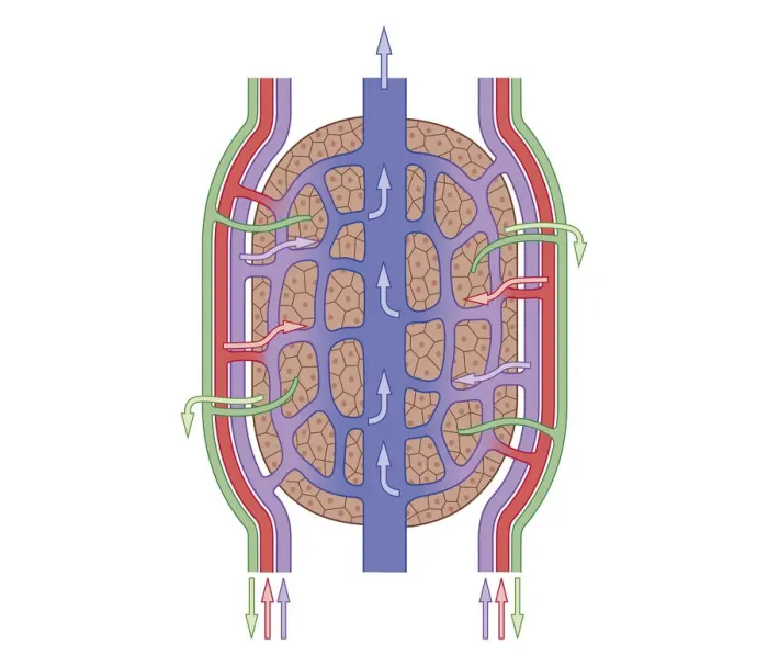 Framed Print : Cross section biomedical illustration of liver lobule