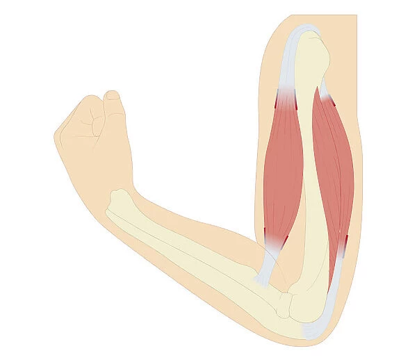 Cross section biomedical illustration of location of muscle proprioceptors in male arm