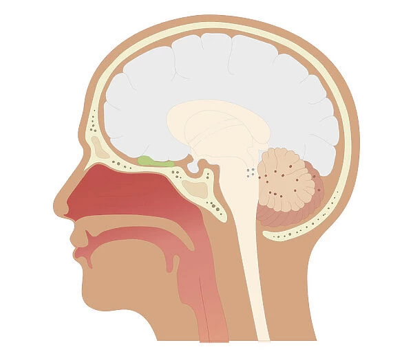 Cross section biomedical illustration of location of olfactory bulb and receptors in head