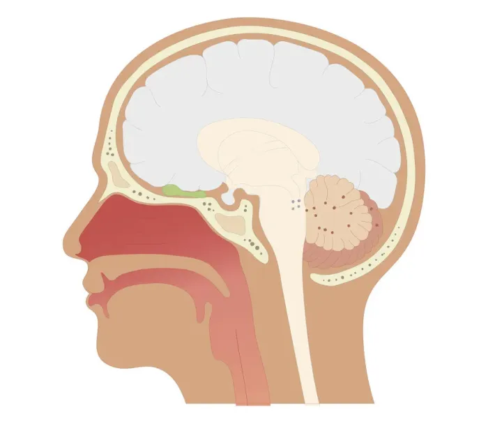 Framed Print : Cross section biomedical illustration of location of olfactory bulb and receptors in head Framed Print : Cross section biomedical illustration of location of olfactory bulb and receptors in head