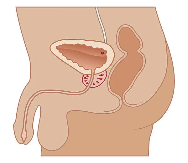 Cross section biomedical illustration of male bladder and urethra