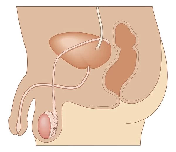 Cross section biomedical illustration of male urinary system