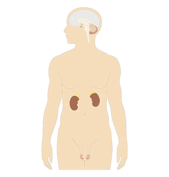 Cross section biomedical illustration of man endocrine system